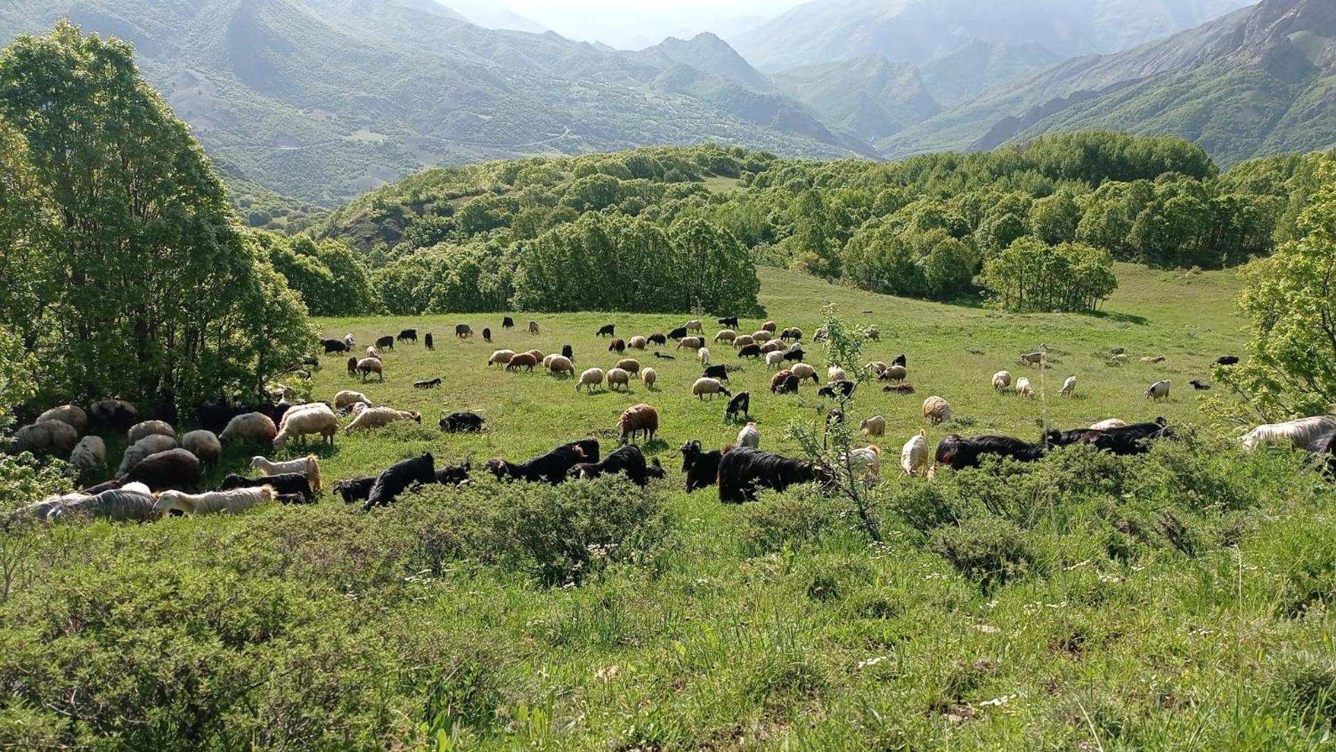 Askireg Hotel Tunceli Eksteriør billede